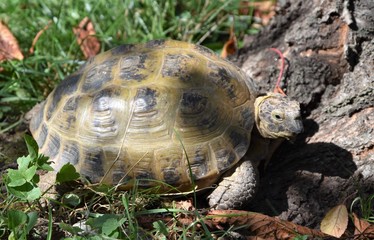 Gartenschildkröte
