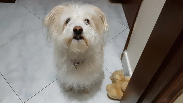 Cute white dog waiting for a treat from owner
