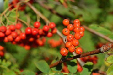Ripening rowan berries on the tree