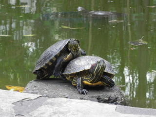 Dos tortugas