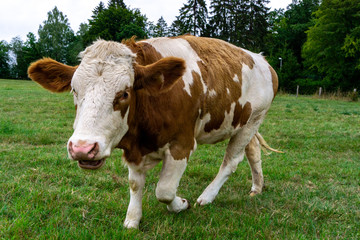 Braun weisse Kuh kommt zum Foto machen!