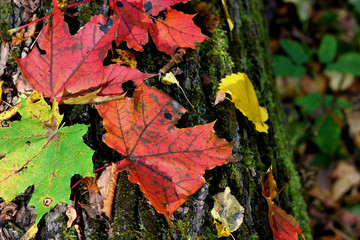 fallen colorful maple leaves on a tree trunk in the autumn forest