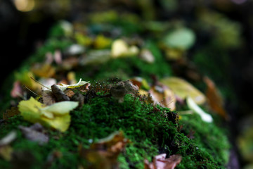autumn landscape with a fallen mossy tree in the forest and fallen leaves