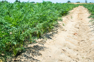 Fototapeta na wymiar Carrots in big farmland. Irrigation hoses in carrot plantation.