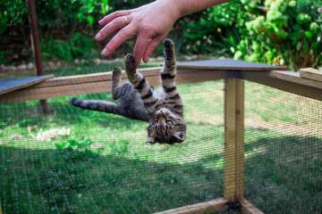 little kitten on the cage playing with the hand