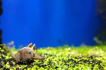 Marine background with coral reef sheatfish with copy space for text. Sea and ocean life backdrop with blue water, fish and small green rocks. Underwater inhabitant. Diving, oceanarium or aquarium