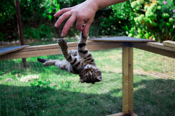 little kitten on the cage playing with the hand