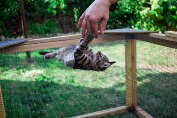 little kitten on the cage playing with the hand
