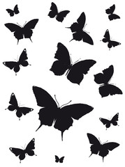 butterfly288
