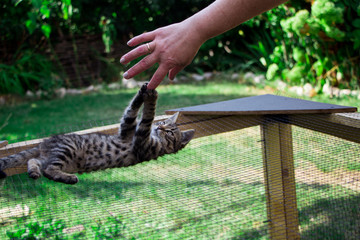 little kitten on the cage playing with the hand