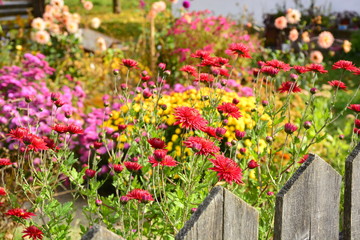 red flowers in the garden