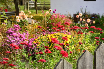 flowers in the garden