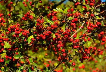 A branch with Cornus Mas fruit