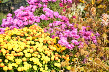 Obraz premium colorful flowers in the garden