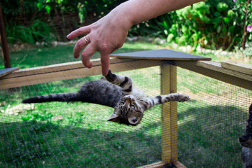 little kitten on the cage playing with the hand