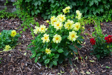 Obraz premium A bush of yellow annual dahlias in blooms well in the garden at a summer day