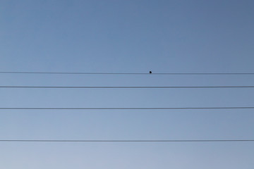 A single bird turned backwards, perched on an electric cable with a sky as the background, giving a sad mood