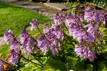 Obraz premium A beautiful blooming hosta bush with lilac flowers on a sunny day in the garden.