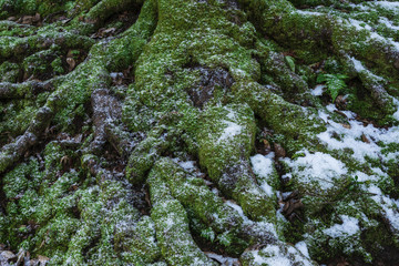 初雪に覆われた苔