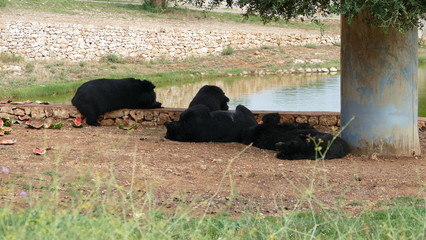 Orso dal collare tibetano sdraiato dopo una mangiata di angurie
