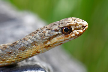 junge Östliche Eidechsennatter (Malpolon insignitus) - Eastern Montpellier snake, juvenile