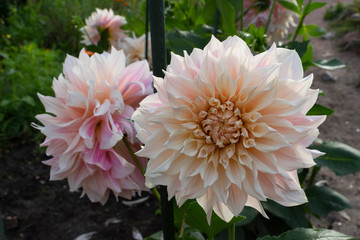 Large flowers of delicate pink dahlia in the garden near the greenhouse.