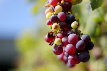 Detailed close up shot of red grapes in vineyard with blue sky