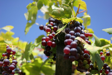Red grapes against blue sky green leaves in vineyard