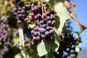 Red grapes in vineyard detail shot close up leafes