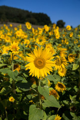 Sonnenblumen Feld 