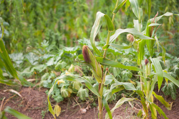 A selective focus picture of corn cob in organic corn field, Green nature, Rural field, Plant growth, Organic leaf,