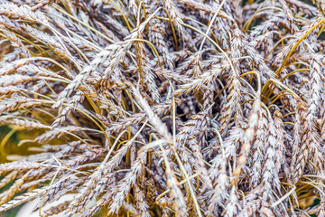 Wheat ears of close up