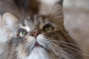 Maine Coon face close up