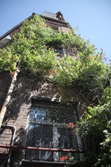 House overgrown with grapes