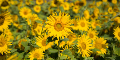 Sonnenblumen Feld 