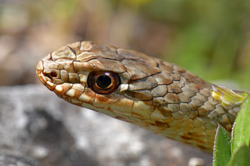junge Östliche Eidechsennatter (Malpolon insignitus) - Eastern Montpellier snake, juvenile