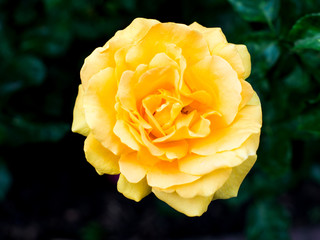 Yellow roseon green background 