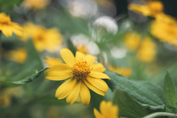 beautiful macro of flower for green background, relax, relief fresh