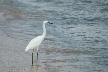 White heron fishing in ocean shore in Florida beach