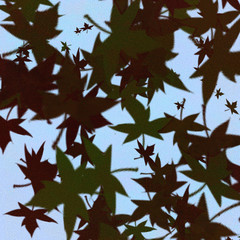 abstract blue leaves background texture