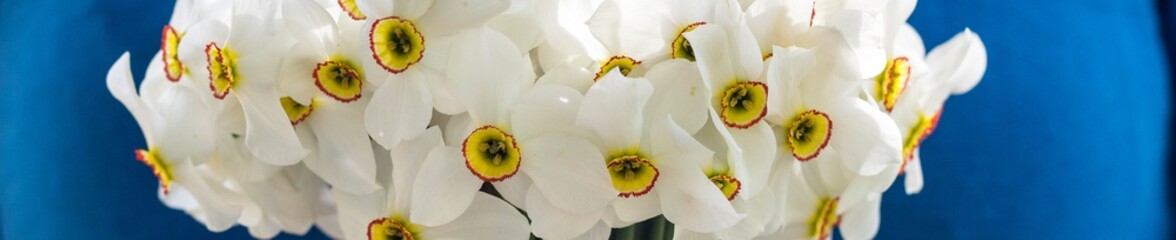 banner of Bouquet of small white daffodil