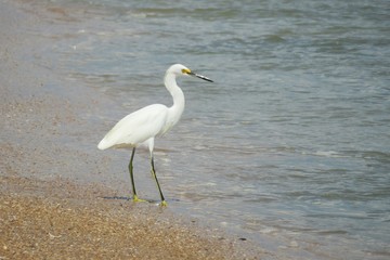 White heron on ocean background in Atlantic coast of North Florida
