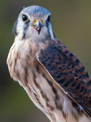 Female American Kestrel Falcon feeding