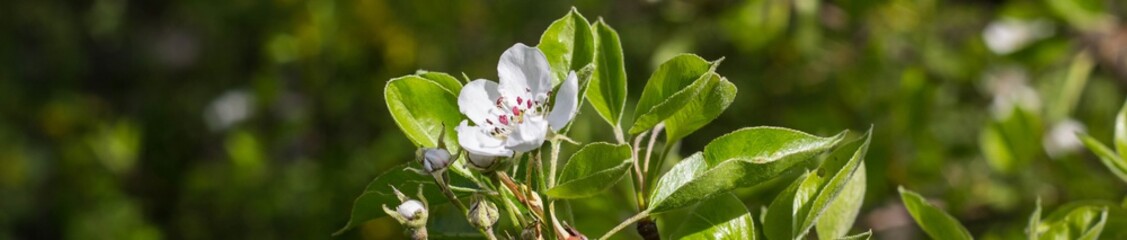 banner of Branch of spring cherry blossom