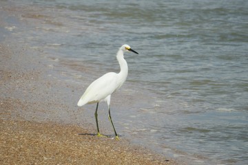White heron on ocean background in Atlantic coast of North Florida