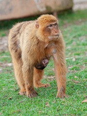 gibraltra monkey with her baby