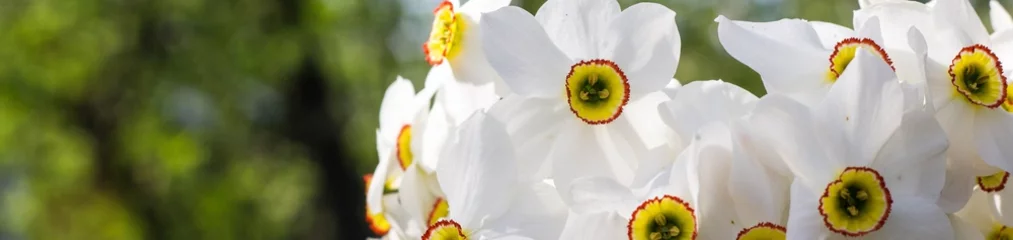Foto auf Acrylglas Banner mit Blumenstrauß aus kleinen weißen Narzissen © dashtik