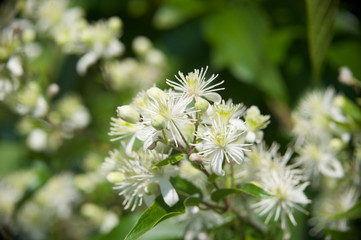 beautiful morning dew flower from my garden