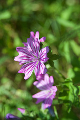 beautiful morning dew flower from my garden
