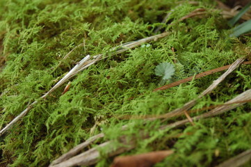 Moss